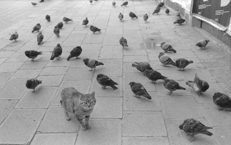 cat-pigeons